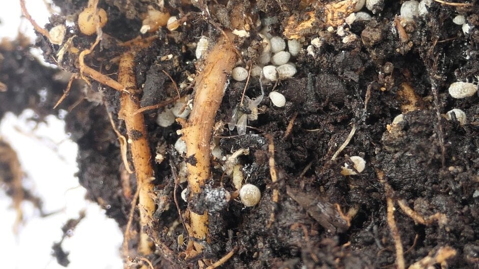 Root Aphids Root Aphid Eggs Root Aphids: Learn How To Kill And Get Rid Of Aphids