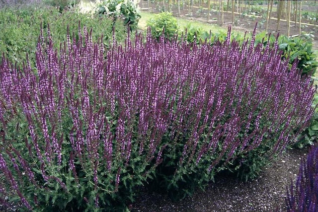 Ten classic summer perennials