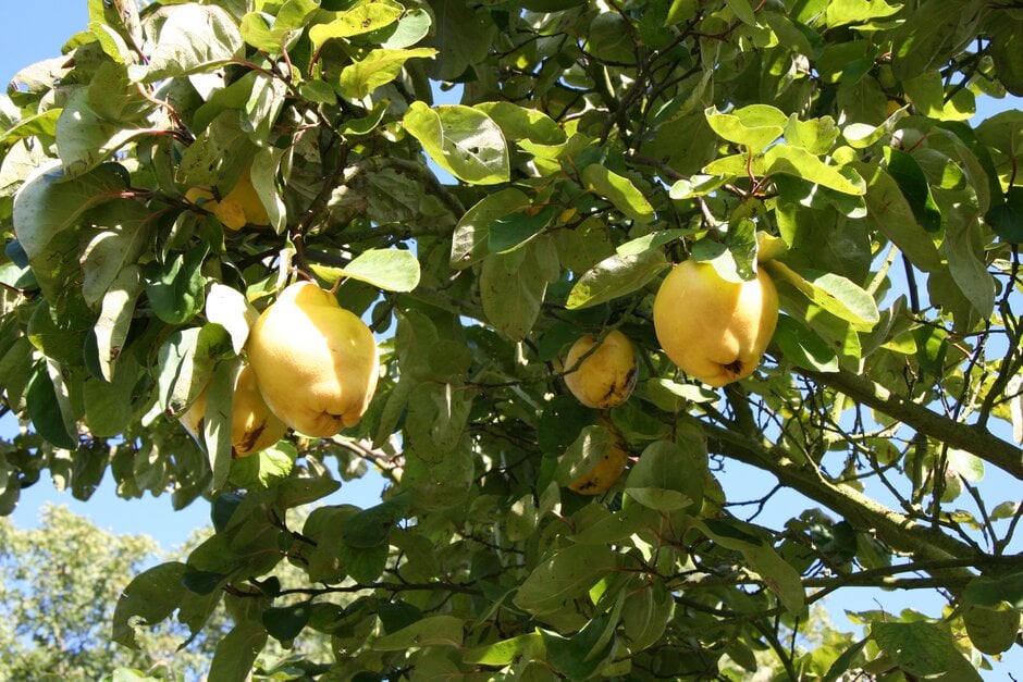 Quinces Insects How to grow quinces | RHS Guide