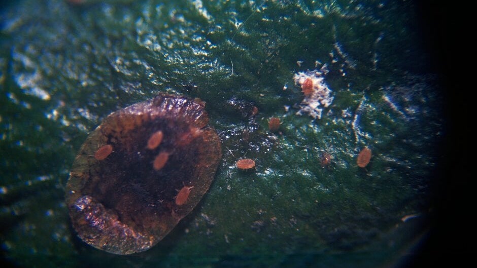 Scale Insects: Identification and Control | RHS Advice