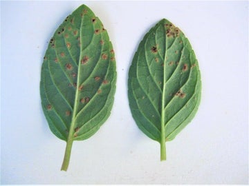 Rust diseases: Symptoms & Control | RHS Advice