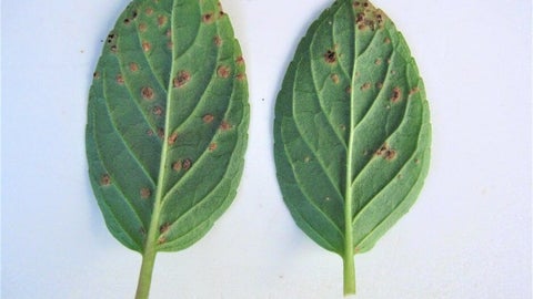 Rust diseases: Symptoms & Control | RHS Advice