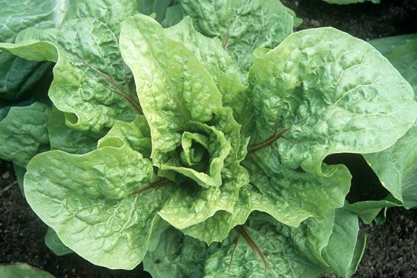 ‘Pan di Zucchero’ AGM