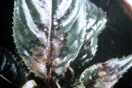 Impatiens necrotic spot virus and Tomato spotted wilt virus