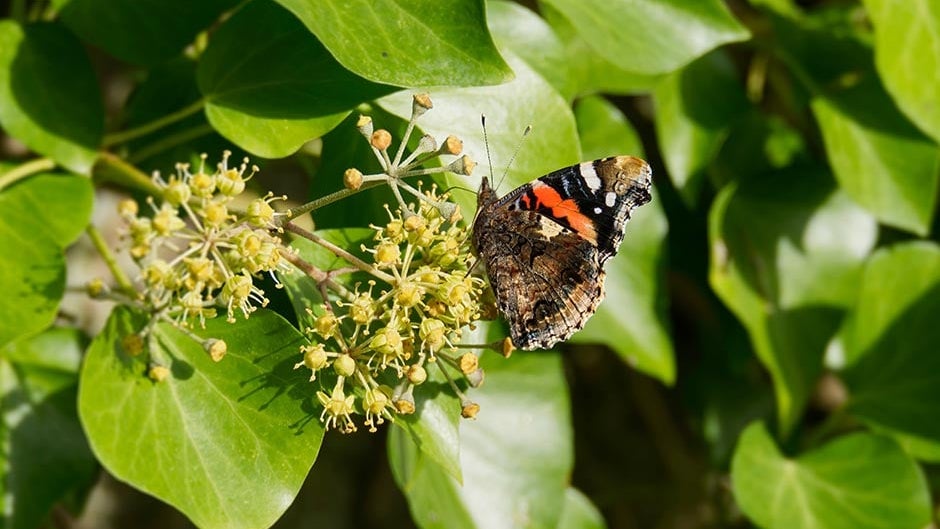 Ivy Insect Ivy on buildings and fences | RHS Advice