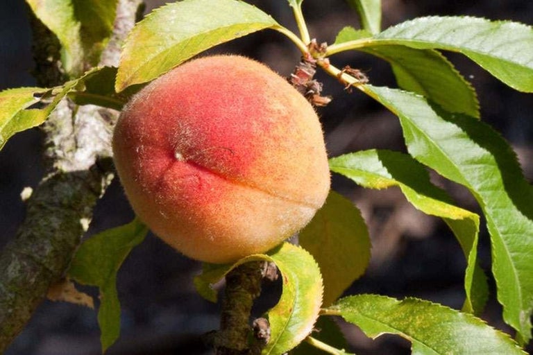 Buy peaches at RHSplants.co.uk