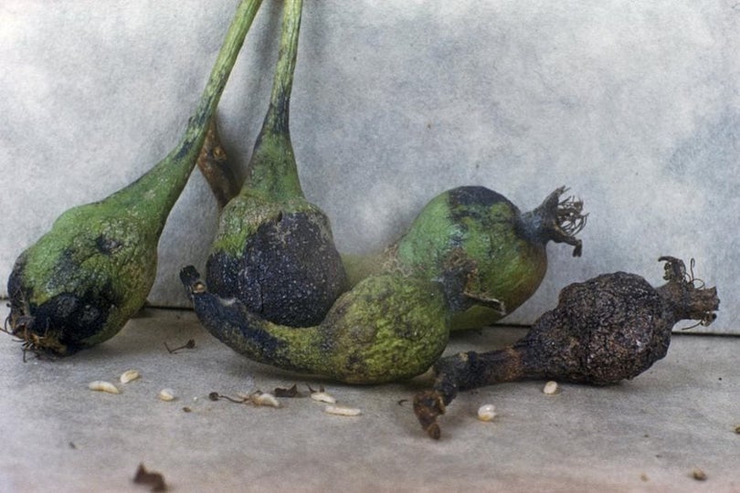 Pear Midge: How to Prevent Fruit Loss | RHS Advice