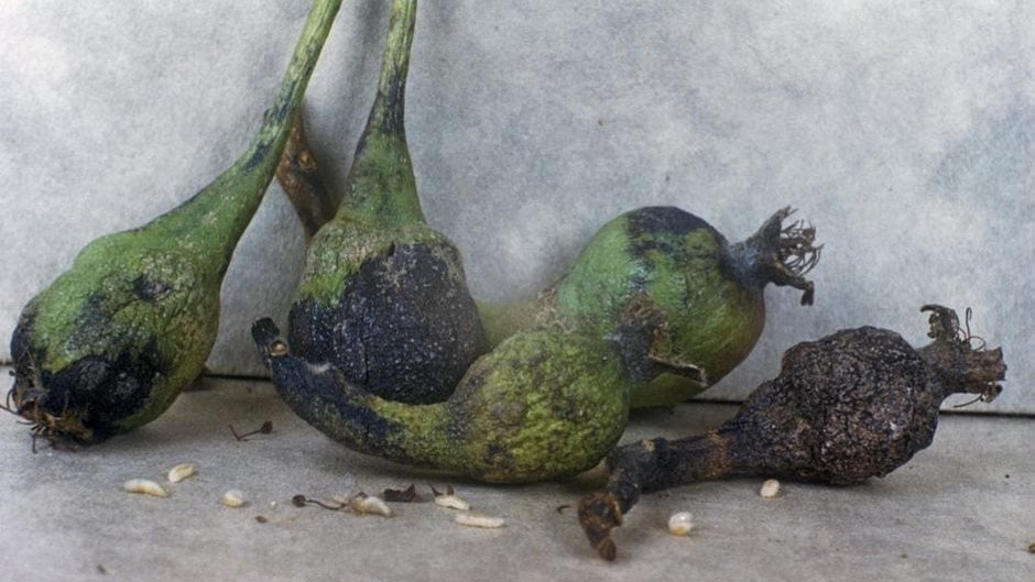 Pear Midge: How to Prevent Fruit Loss | RHS Advice