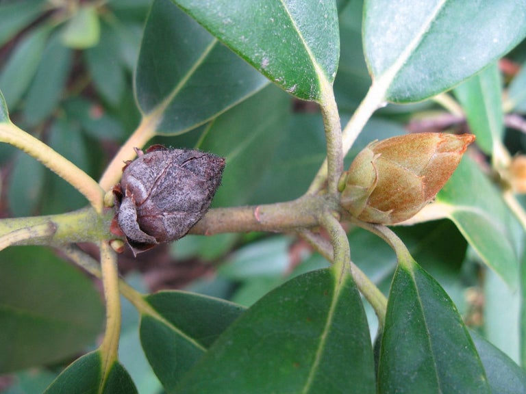 Rhododendron diseases