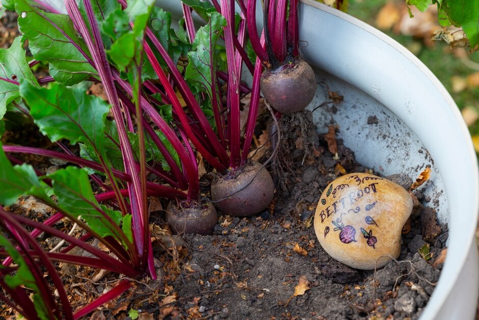 How to grow Beetroot | RHS Guide