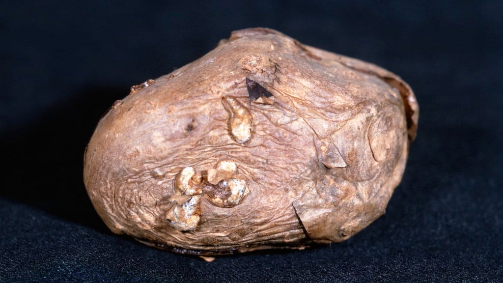 Potato tuber rots: Symptoms & Control | RHS Advice