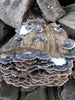 Thumbnail: Fungus