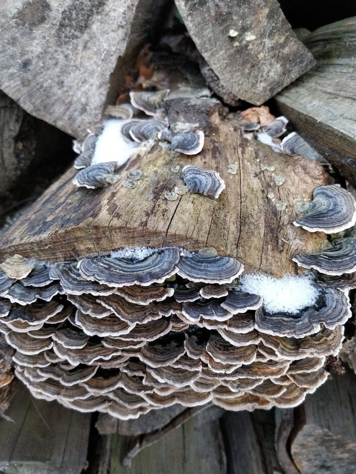 Saprotrophic Fungi in Gardens | RHS Advice