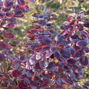 Trees and shrubs: colourful foliage