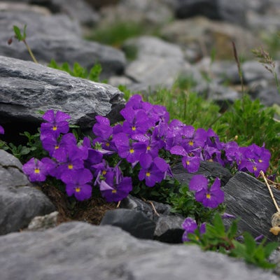 Viola in a scree bed