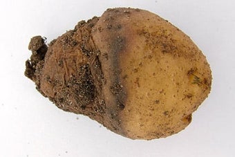 Potato tuber rots