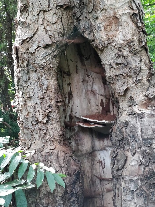 Heartwood Fungi: Benefits and Risks | RHS Advice