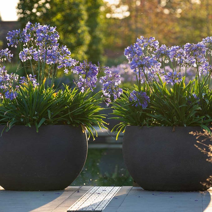 Hanging baskets: Expert Guide| RHS Advice