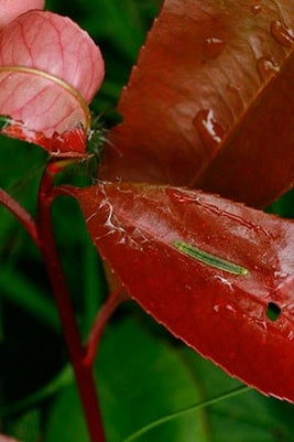 Tortrix moth caterpillar on <i>Photinia</i>