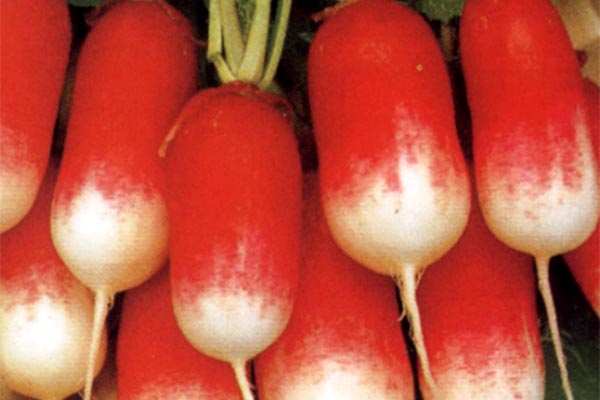 'French Breakfast 4 Francis' AGM