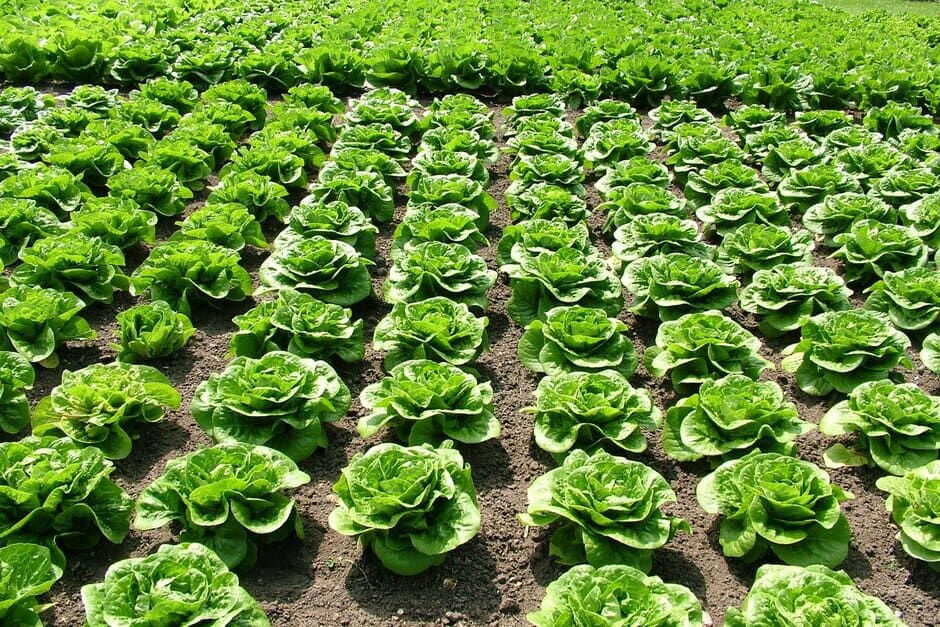 'Winter Density' AGM