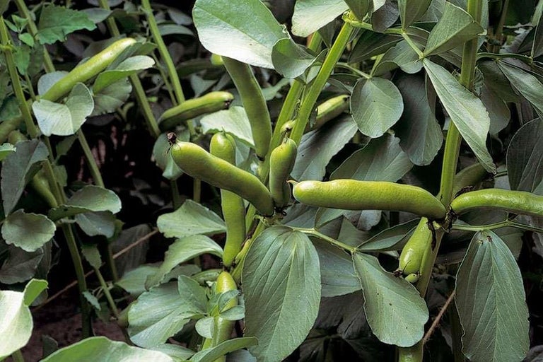 Buy broad beans at RHSplants.co.uk
