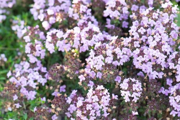 Caraway thyme