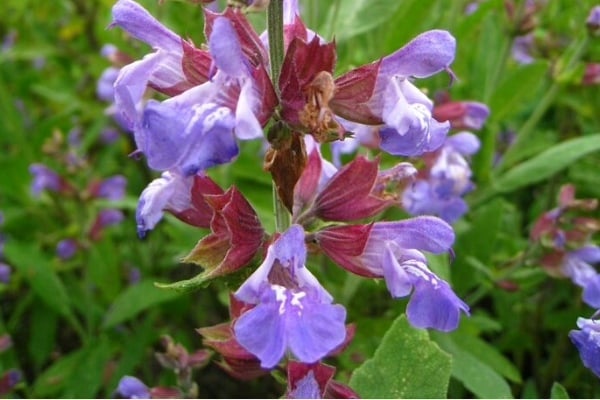 Common sage