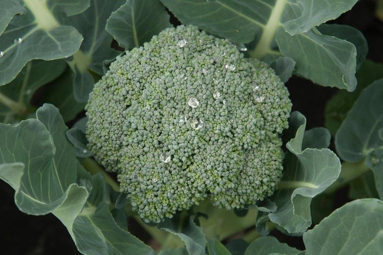 Buy calabrese at RHSplants.co.uk