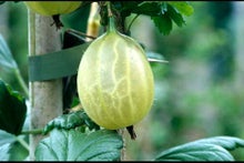 How to grow gooseberries