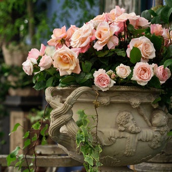 Roses: growing in containers
