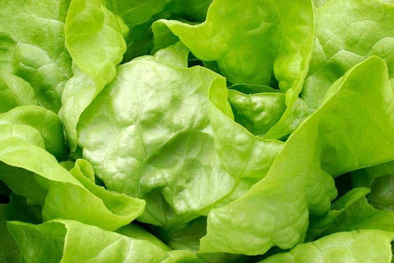 Buy lettuce at RHSplants.co.uk