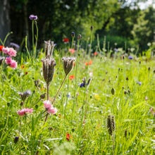 Most wildflowers like a sunny spot, but there are options for light shade too