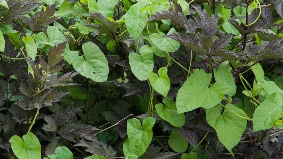 Bindweed Sprouting Bindweed: Identification and Control | RHS Advice