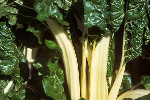 ‘Fordhook Giant’ AGM