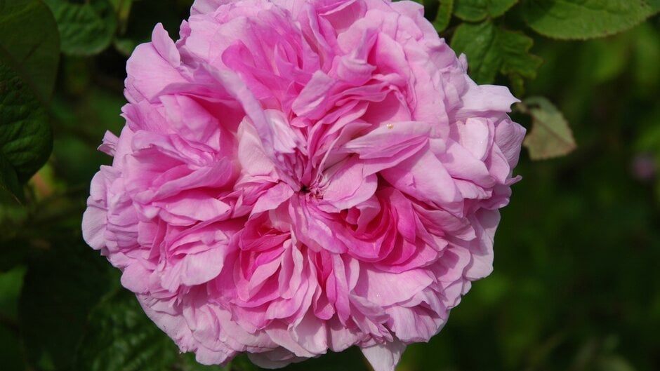 Rose Reproduction Process How Plants Reproduce | RHS Advice
