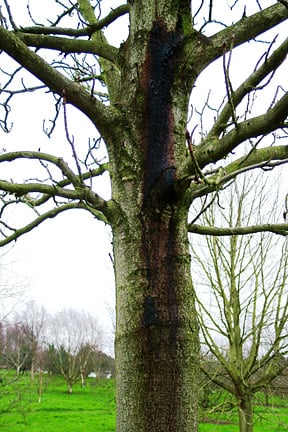 Horse chestnut bleeding canker