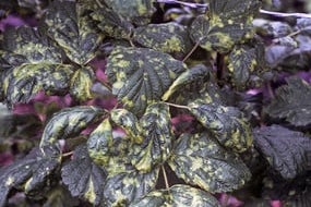 Small Raspberry Mites How to grow raspberries | RHS Guide