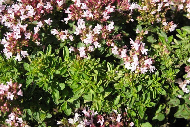 Buy oregano at RHSplants.co.uk