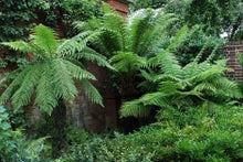 Guide to growing tree ferns