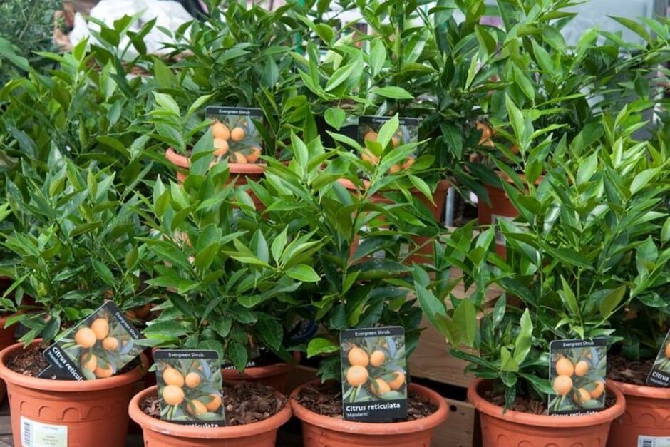 How to grow citrus | RHS Guide
