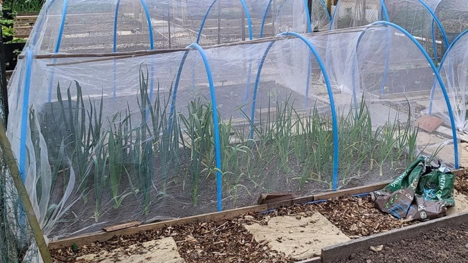 Allium Control Allium Leaf Miner: Identification and Control | RHS Advice