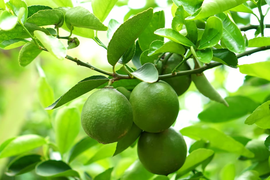 <em>Citrus</em> × <i>aurantiifolia</i>