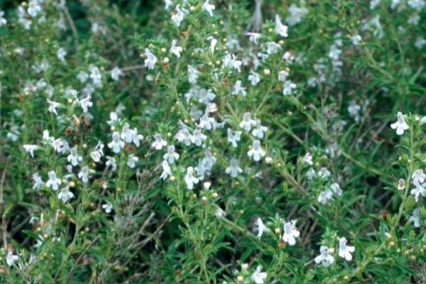 Winter savory