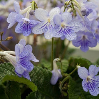 Streptocarpus