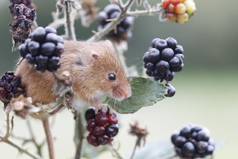Brambles | RHS Advice