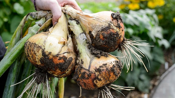 Buy onions at RHSplants.co.uk