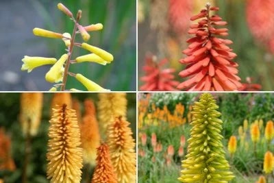 Choosing kniphofia by height