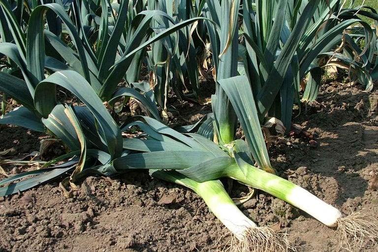 Buy leeks at RHSplants.co.uk