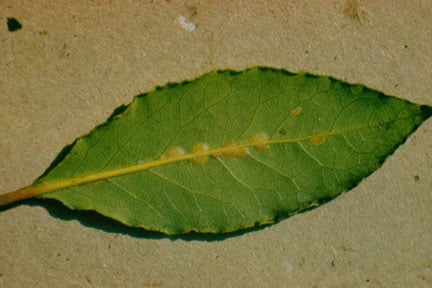 Soft Scale Insects: Identification and Control | RHS Advice